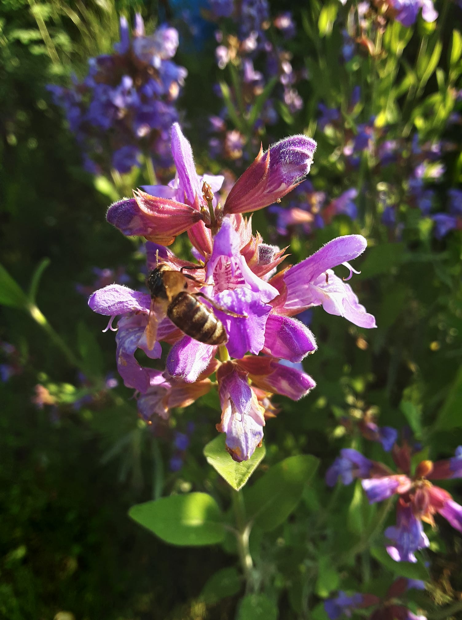 Zentrum fuer alternative Medizin und natuerliche Bienentherapie